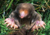 Matching Mole