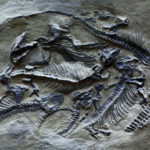 Tetrapods