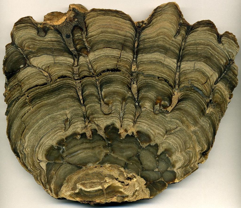 Stromatolite fossile