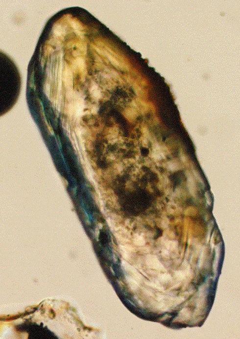 Zircone al microscopio